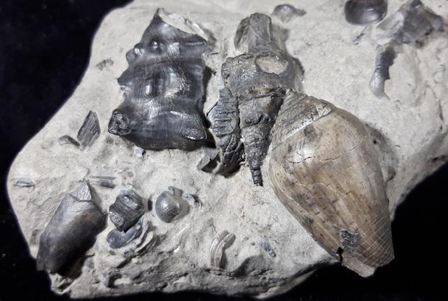 Clavatula asperulata (LAMARCK 1822), Conus (Chelyconus) enzesfeldensis HOERNES & AUINGER 1879 - Bild © FossNet FossilienStore